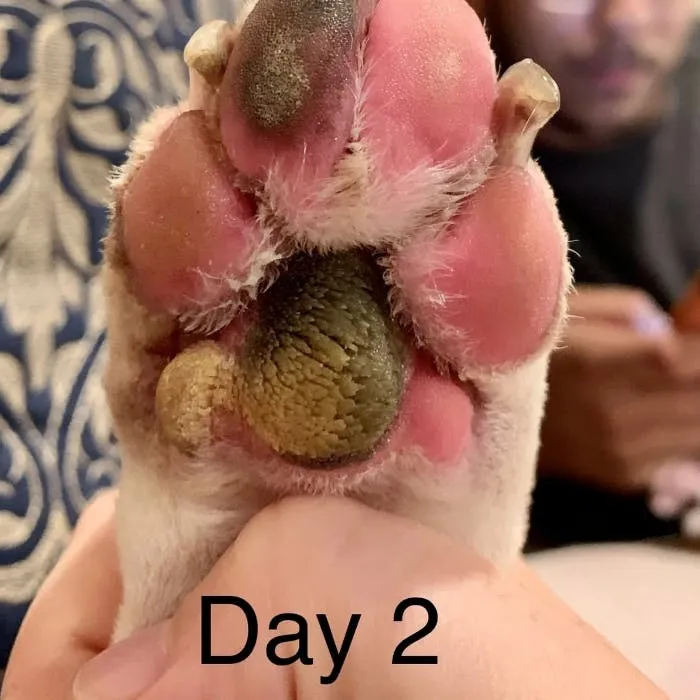 Day 4 Paws