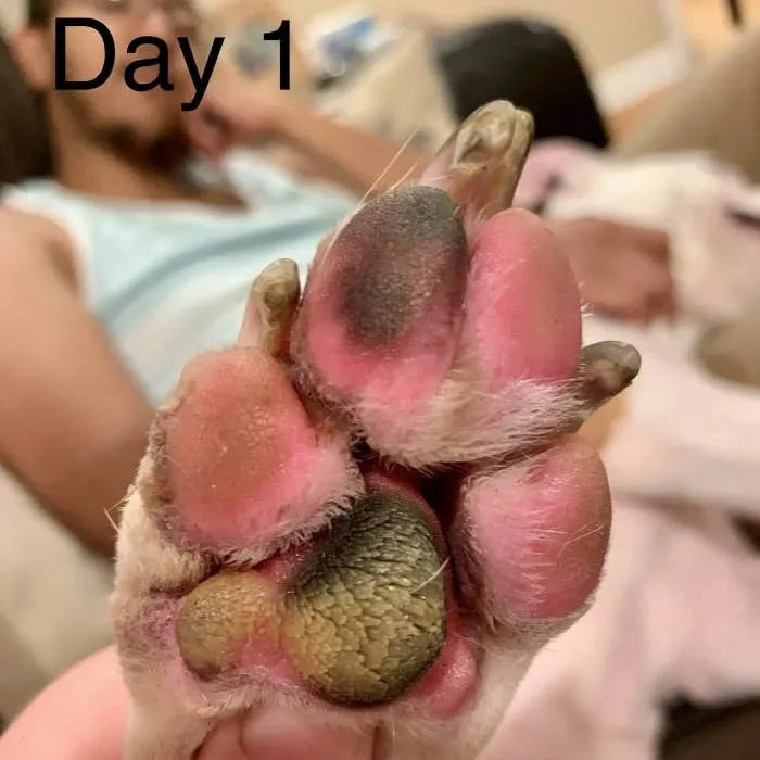 Day 1 Paws