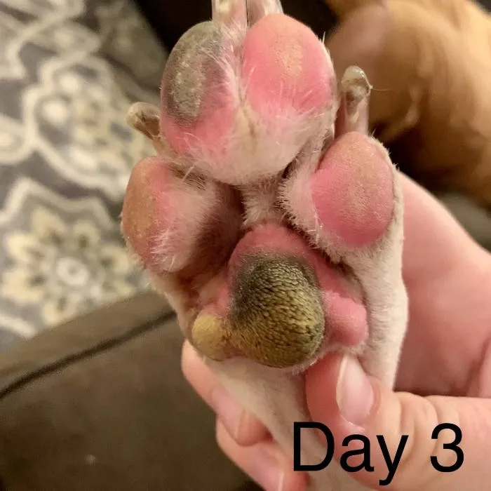 Day 3 Paws