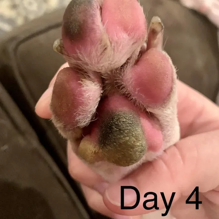 Day 4 Paws