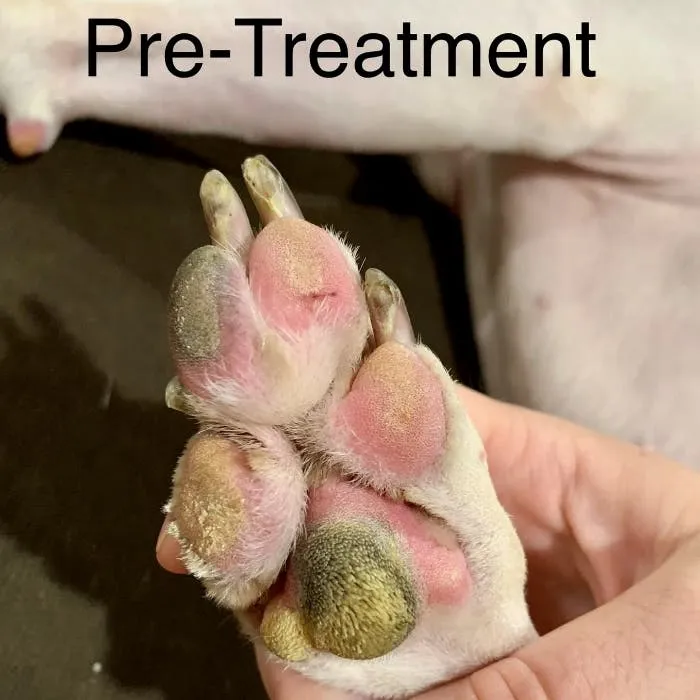 Pre-Treatment Paws